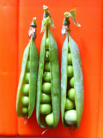 peas from our garden this year