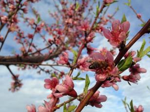 11133832_968426696515593_37706030063931969_n